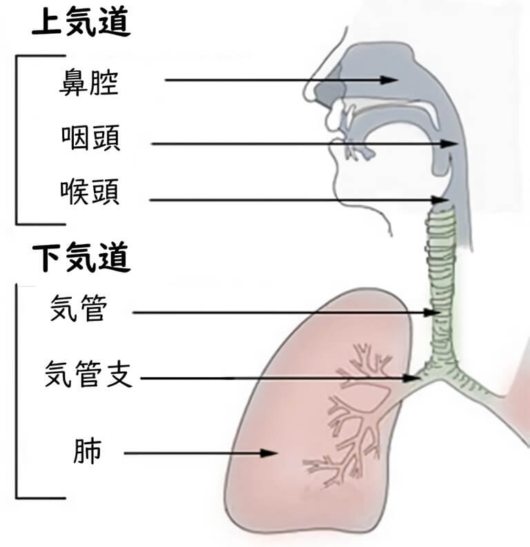 長引く咳の主な原因と治療